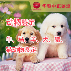 动物鉴定
